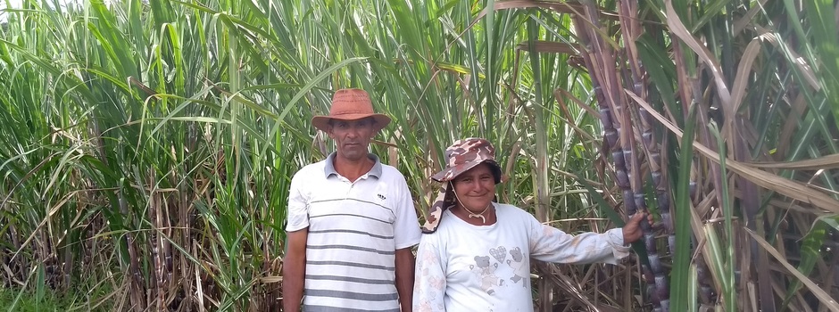 produoção_cana_propriedade_gerosina