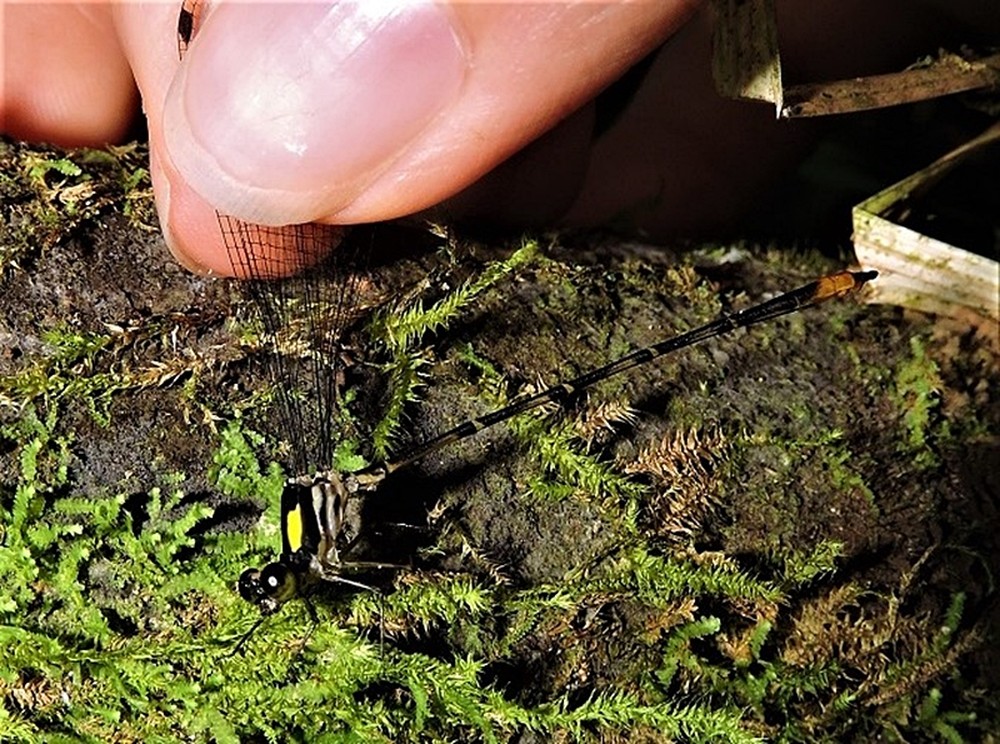 rio-machado-especie-de-libelulado-genero-heteragrion-que-ocorrem-em-florestas-conservadas