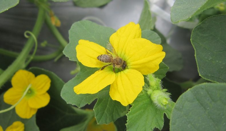 Como-abelhas-distinguem-flores-de-meloeiro-1-790x458