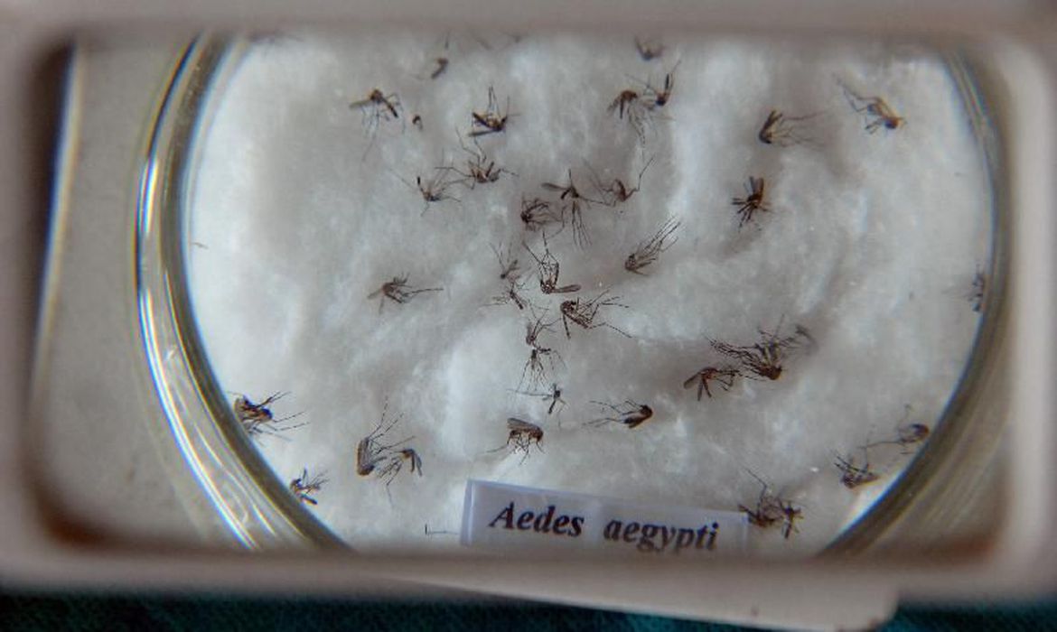 aedes_aegypti