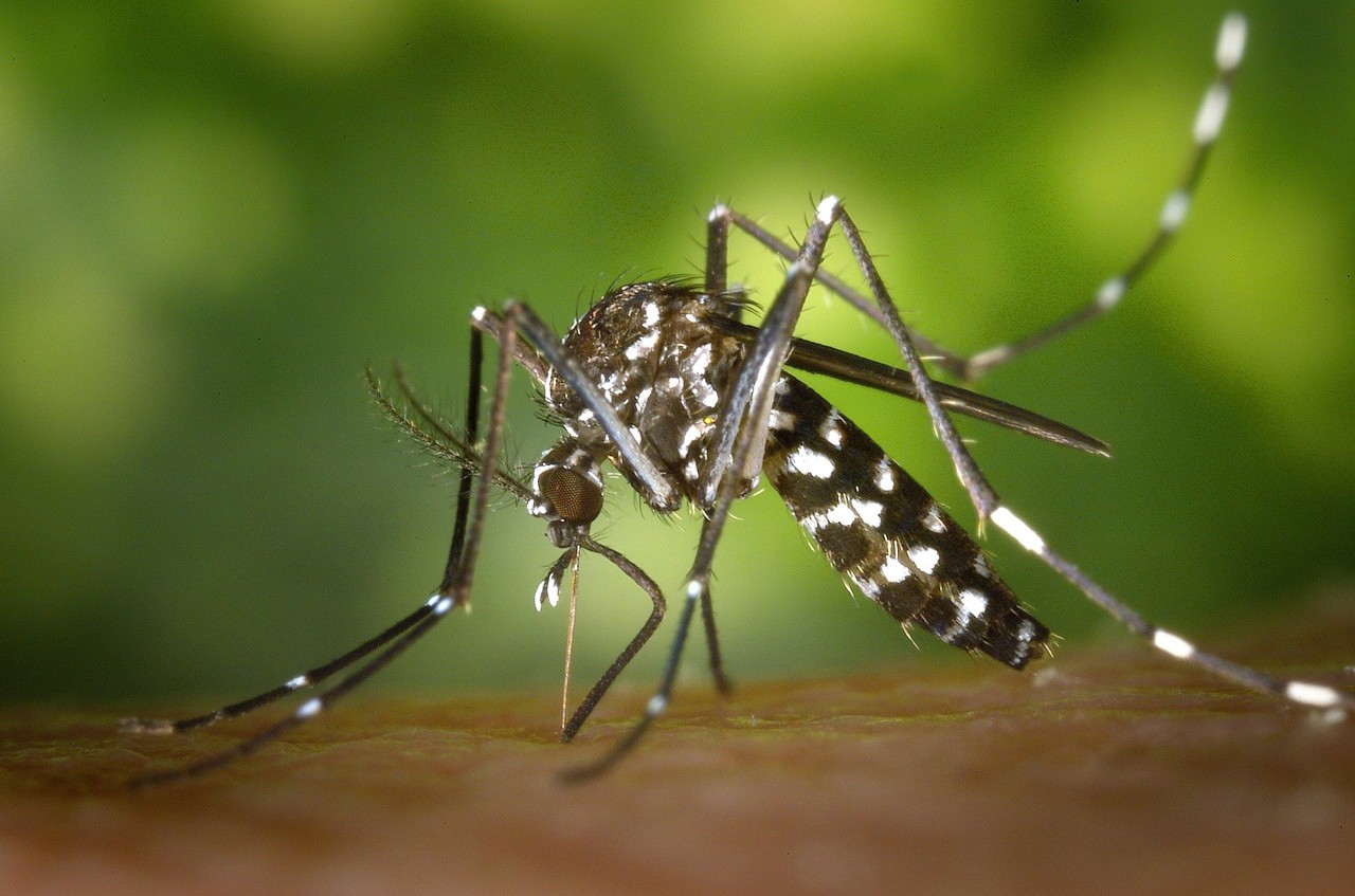 mosquito-dengue-49141-1920