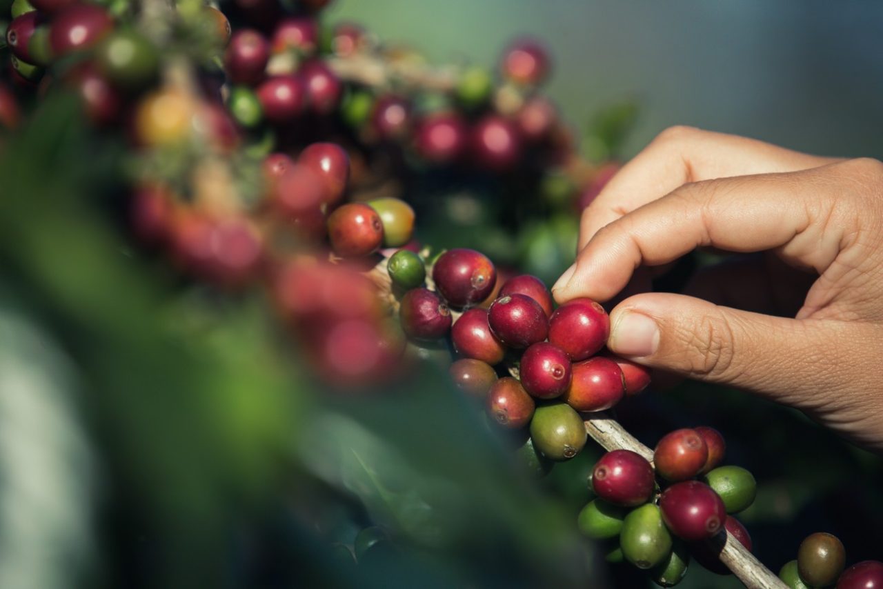 Hands that are picking coffee beans from the coffee tree