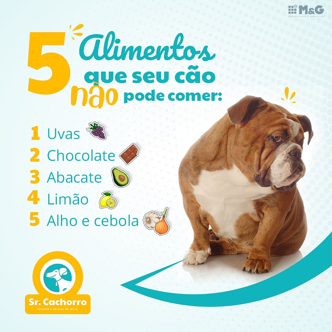 Confira lista 5 alimentos o seu cachorro não pode comer: - Muzambinho.com