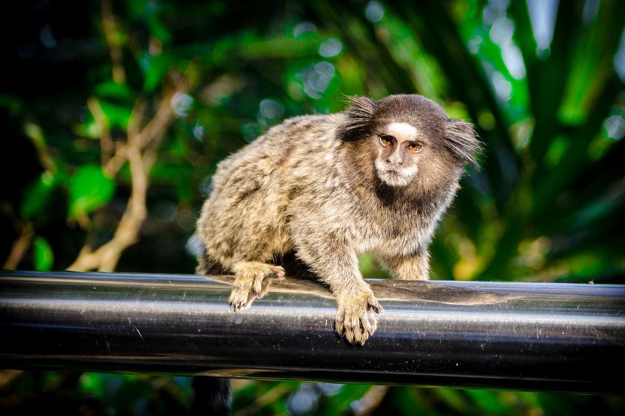 macaco-4-f8f7768ff0 macaco-4-f8f7768ff0