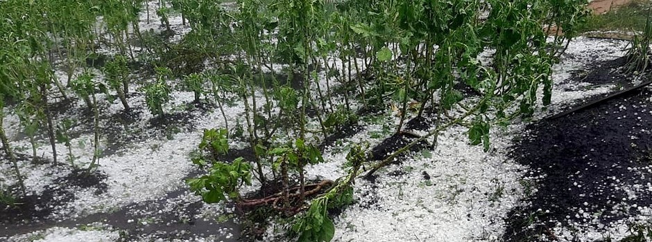 Granizo____cred_Emater-MG_divulgação_cortada