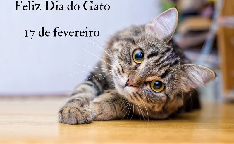 No Dia Mundial do Gato, assista aos vídeos mais populares do