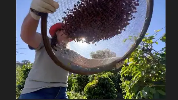 mao-de-obra-e-escassa-na-cafeicultura-6434ff95-c633-4064-b0ba-c0da1ec60ec5.medium