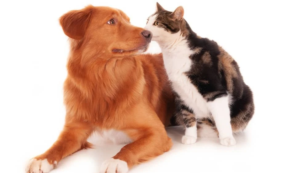 animais-cachorro-cao-gato-52 animais-cachorro-cao-gato-52