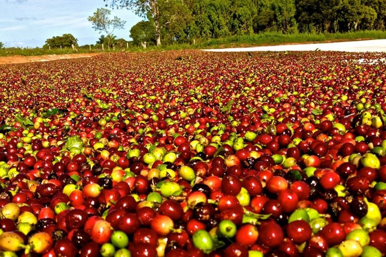 Saca de café sobe mais de 100% no ano