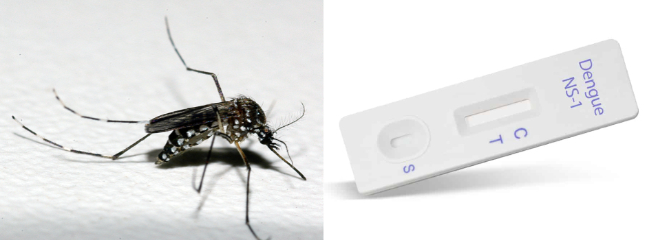 Aedes_dengue_(FioCruz_SEEMG) Aedes_dengue_(FioCruz_SEEMG)