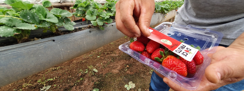 Morangos_certificados_-_Diego_Vargas_-_Ascom_Seapa_MG_(2)