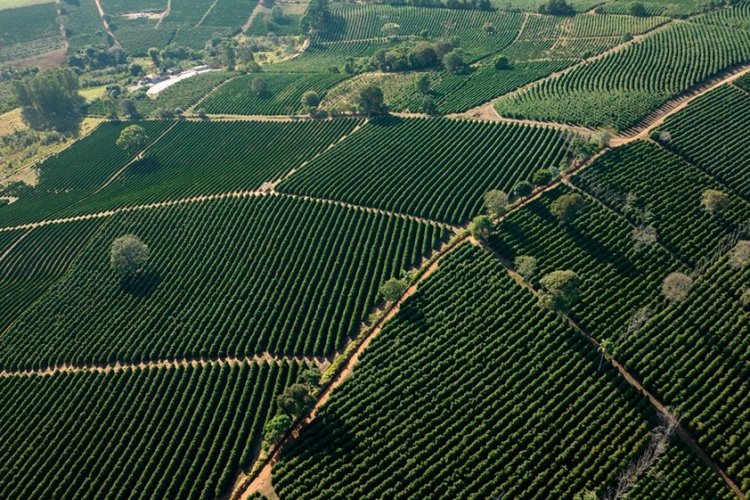 Cafeicultores  lançam marca território