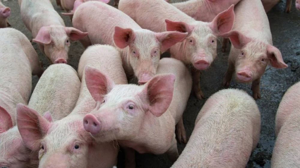 porco-523825823-suino