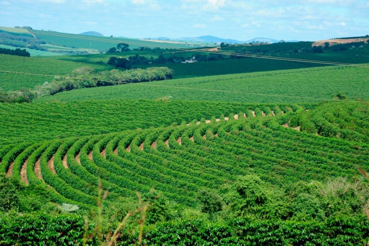 Pesquisa do Sistema Faemg Senar aponta impactos climáticos na cafeicultura mineira