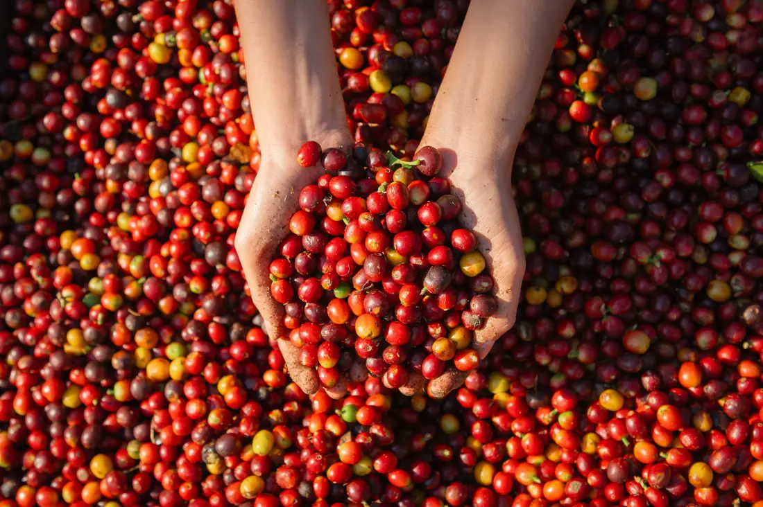 cafe-coffee-5af7f38a3a3ac5 cafe-coffee-5af7f38a3a3ac5