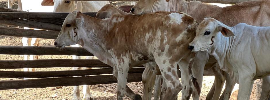 caxa-boi_-_Brucelose_